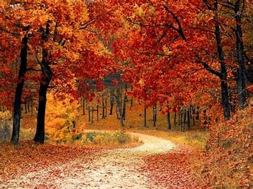 Long sleeves, bright leaves